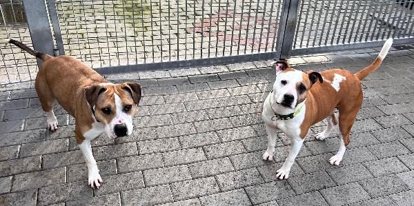 GOLD E MAYA IL SOGNO DI UN'ADOZIONE INSIEME Foto 3